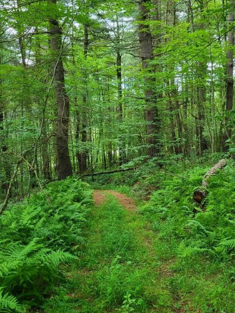 00 TROUT BROOK ROAD, ROULETTE, PA 16746, photo 1 of 13