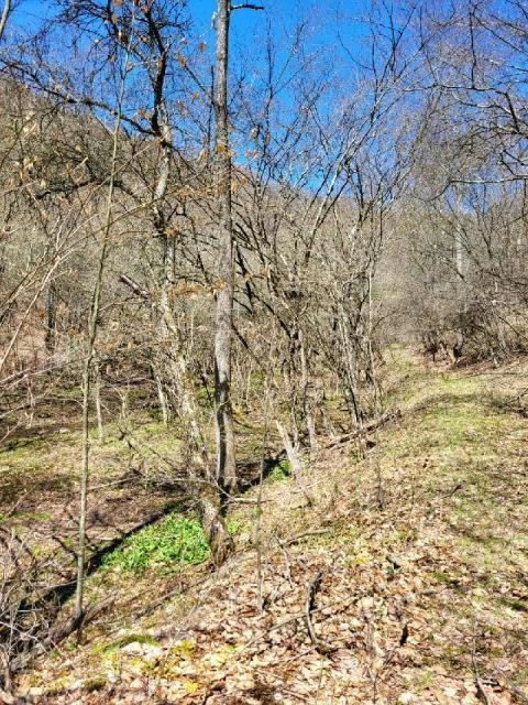 00 FIRST FORK ROAD, AUSTIN, PA 16720, photo 1 of 4